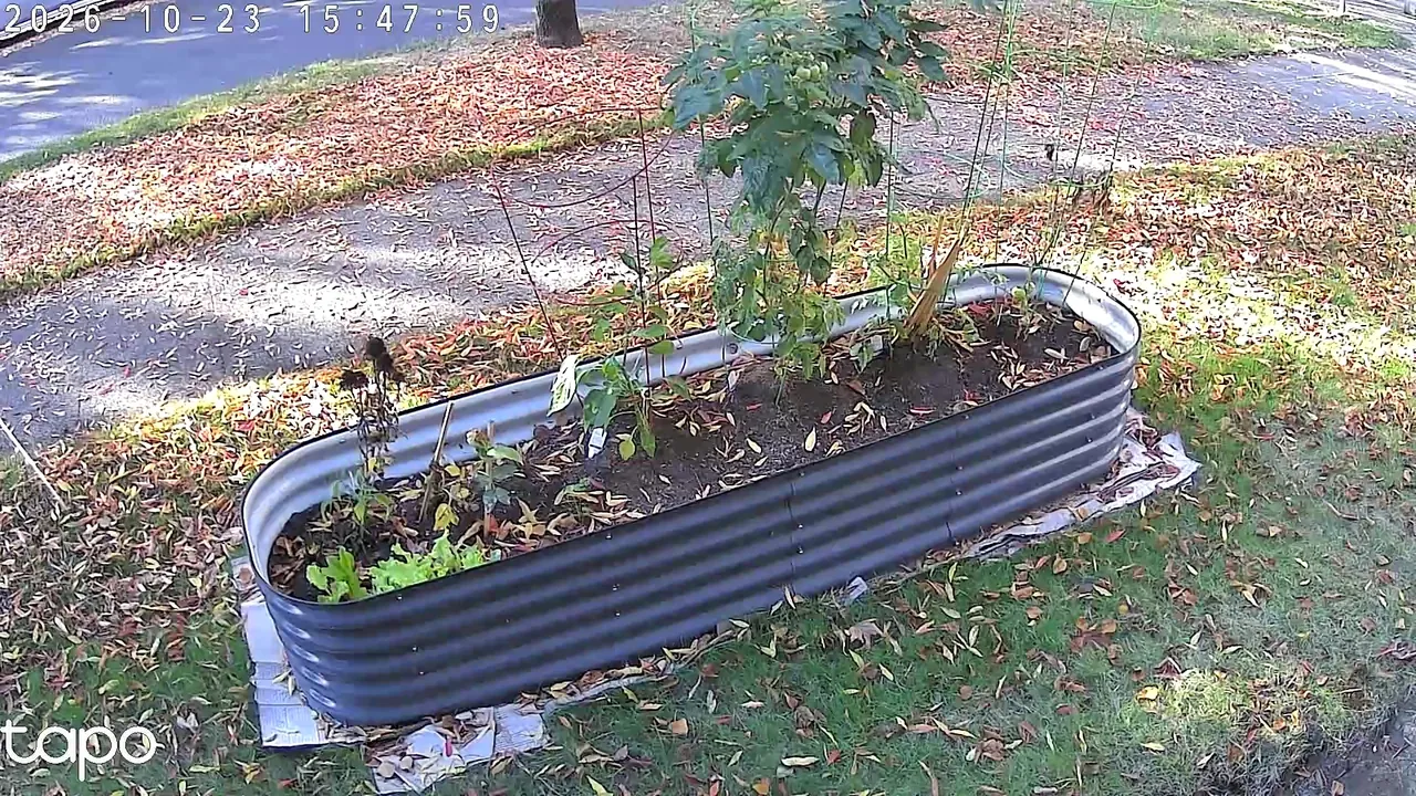 A view of the garden